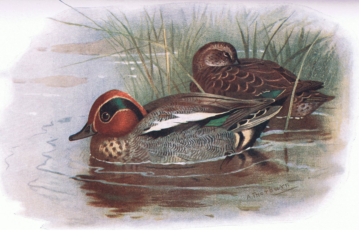 Teal, z British Birds wydanego przez Longmans, 1932 autorstwa Archibald Thorburn