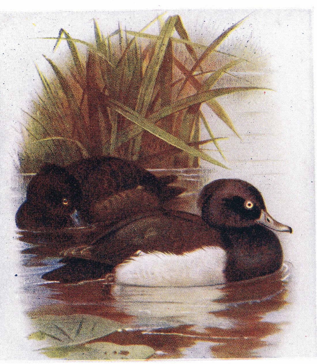 Kaczka tuftowana autorstwa Archibald Thorburn