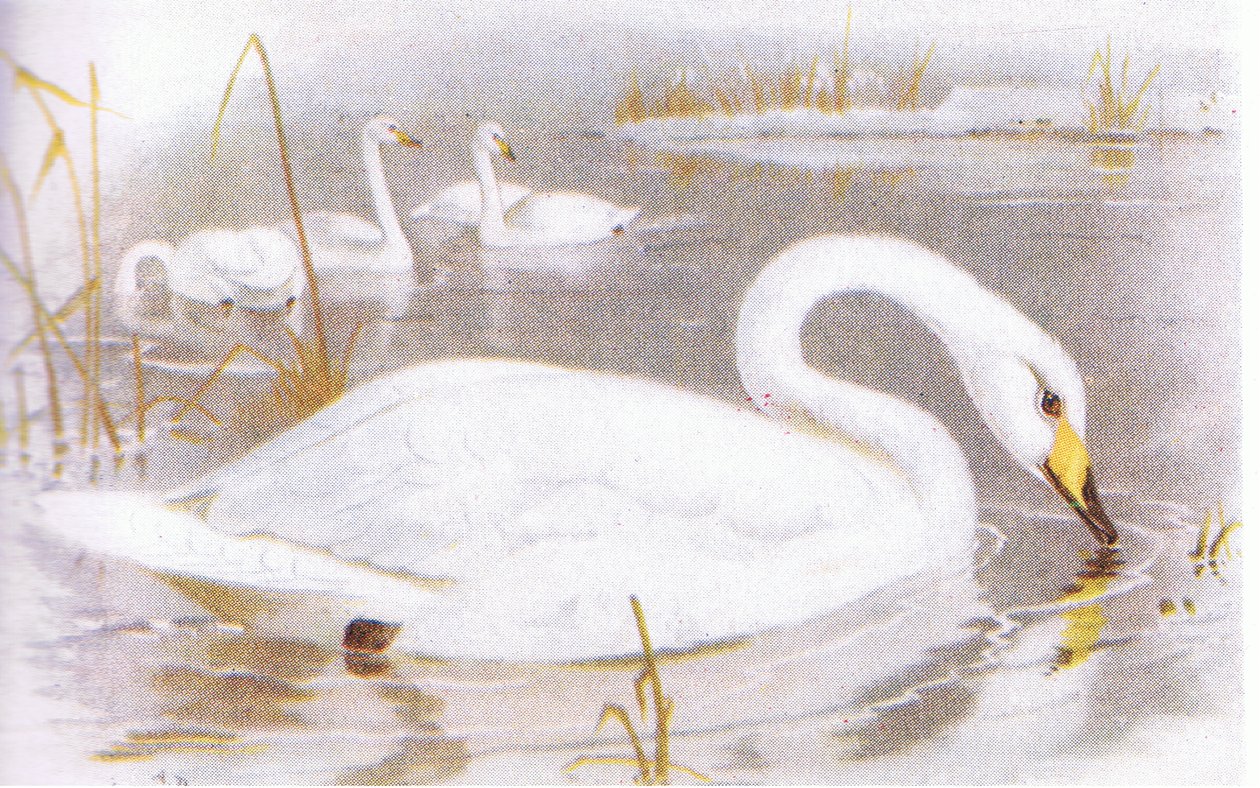 Łabędź krzykliwy autorstwa Archibald Thorburn