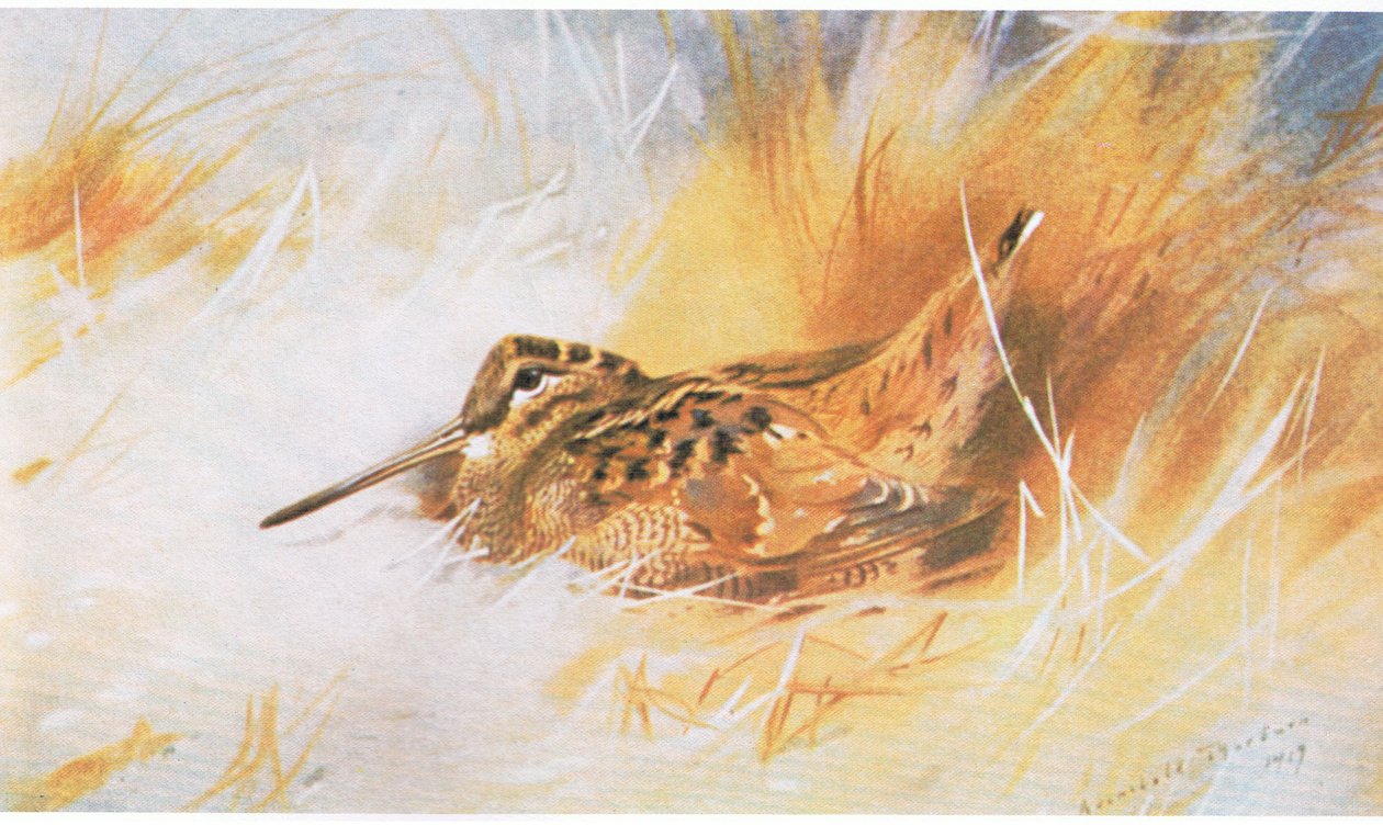 Woodcock, wyd. przez Book Club Associates, 1972 autorstwa Archibald Thorburn