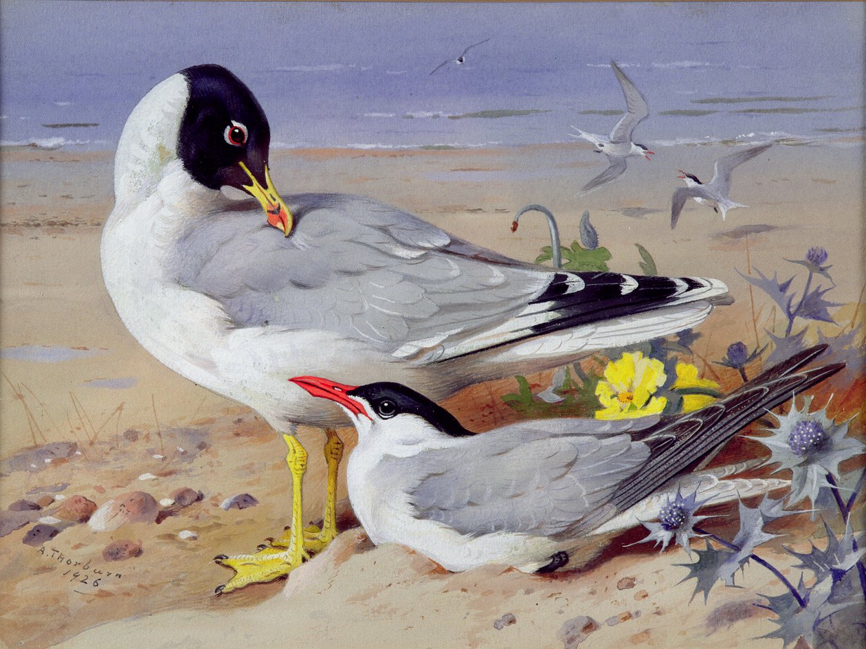 Mewy śmieszki (wc na papierze) autorstwa Archibald Thornburn