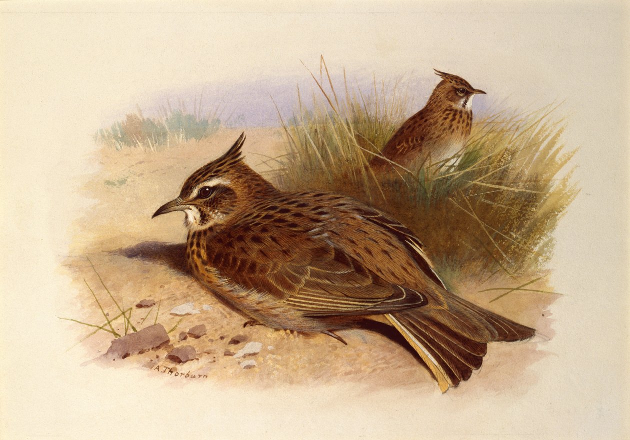 Skowronek czubaty, ptaki brytyjskie autorstwa Archibald Thorburn