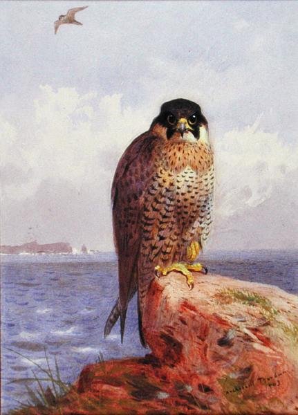 Sokół wędrowny nad morzem autorstwa Archibald Thorburn
