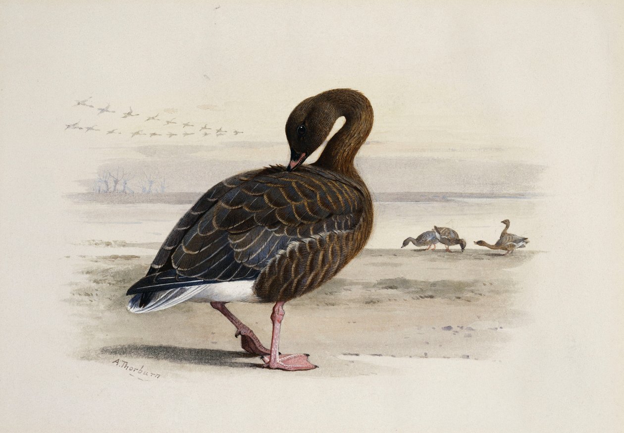 Gęś o różowych nogach autorstwa Archibald Thorburn