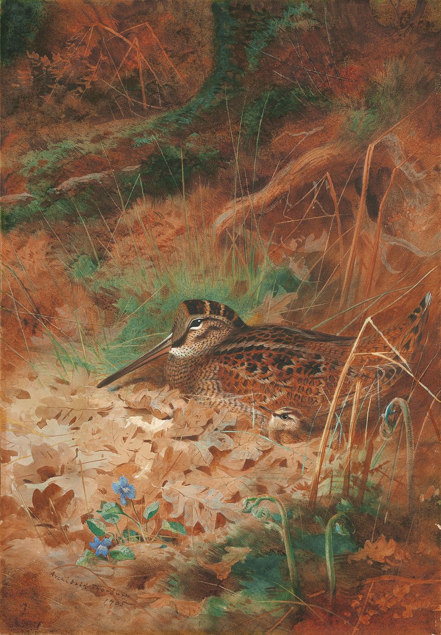 Słonka i pisklę w zaroślach autorstwa Archibald Thorburn