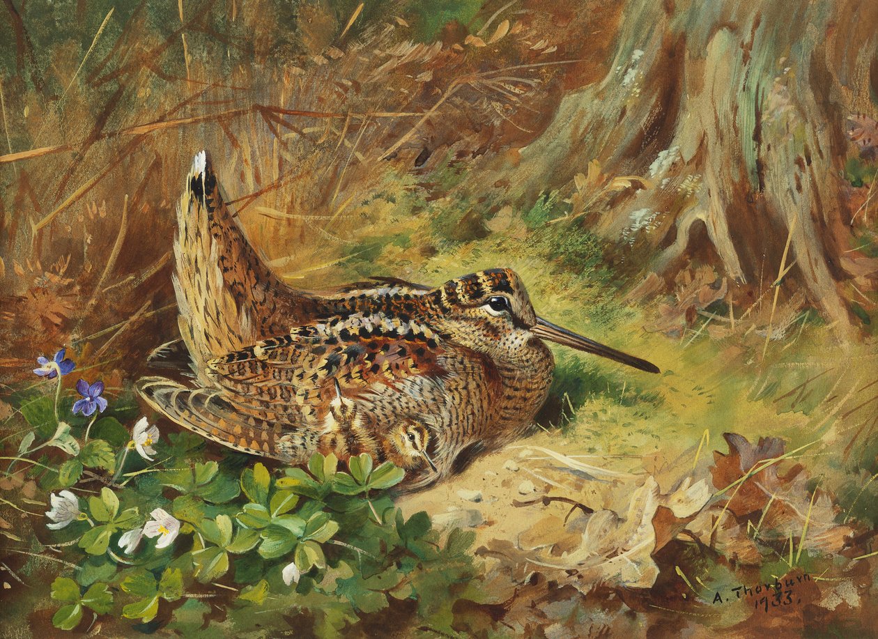 Słonka i pisklęta autorstwa Archibald Thorburn