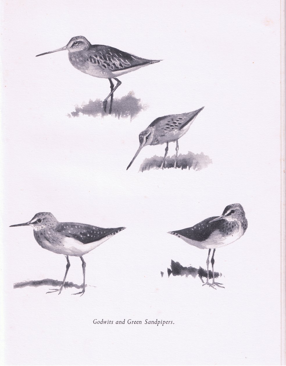 Godwits i zielone brodźce, 1938 autorstwa Archibald Thorburn
