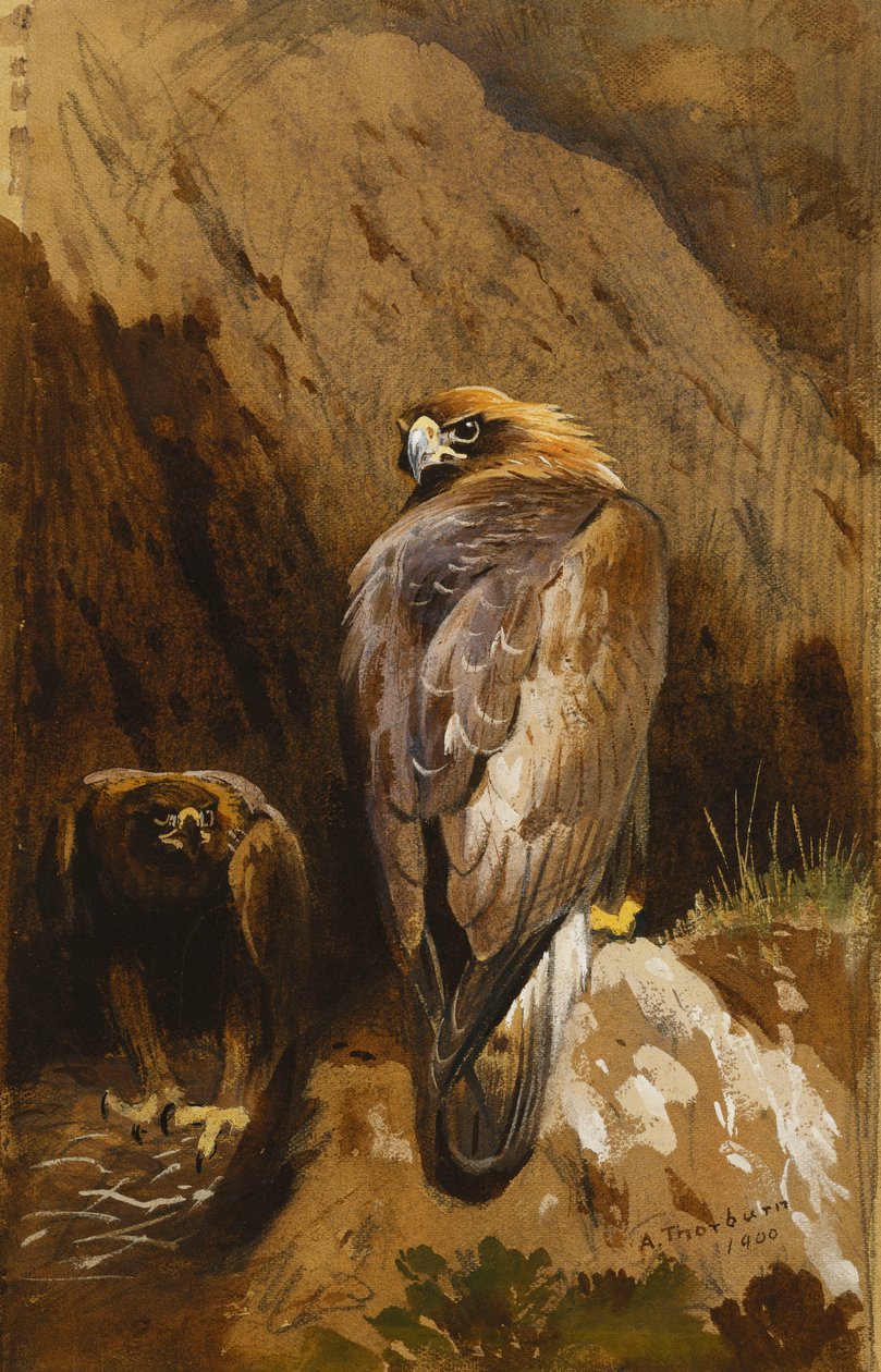 Złote Orły w swoich Gniazdach autorstwa Archibald Thorburn