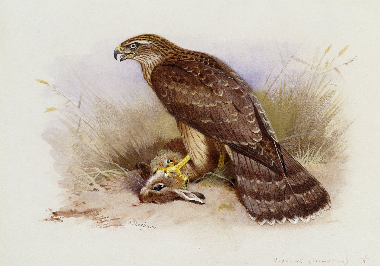 Jastrząb gołębiarz autorstwa Archibald Thorburn