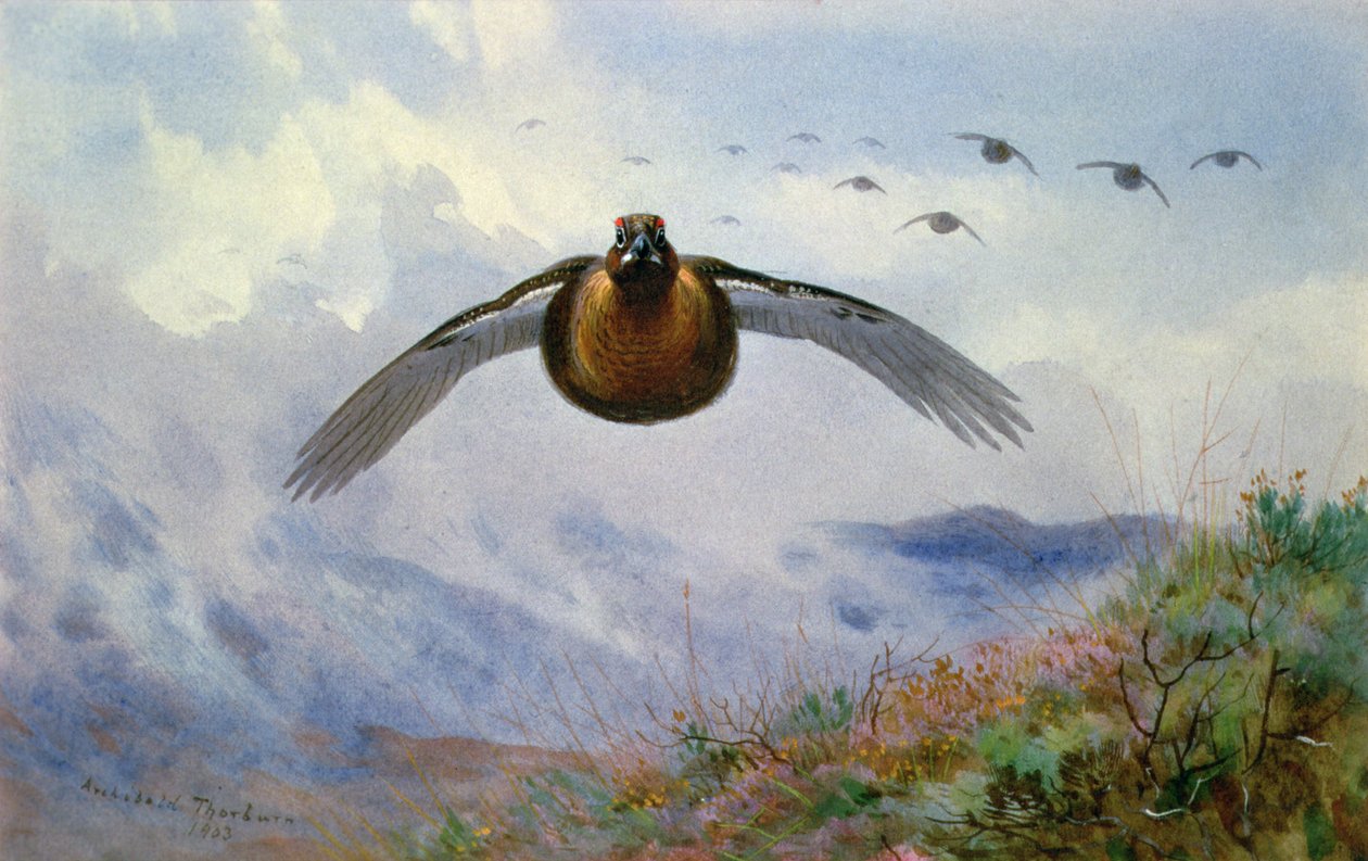 Cietrzew w locie autorstwa Archibald Thorburn