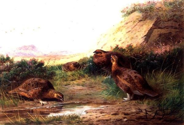 Cietrzew w krajobrazie (gwasz) autorstwa Archibald Thorburn