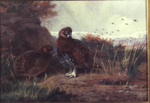 Cietrzew w zimowym krajobrazie autorstwa Archibald Thorburn