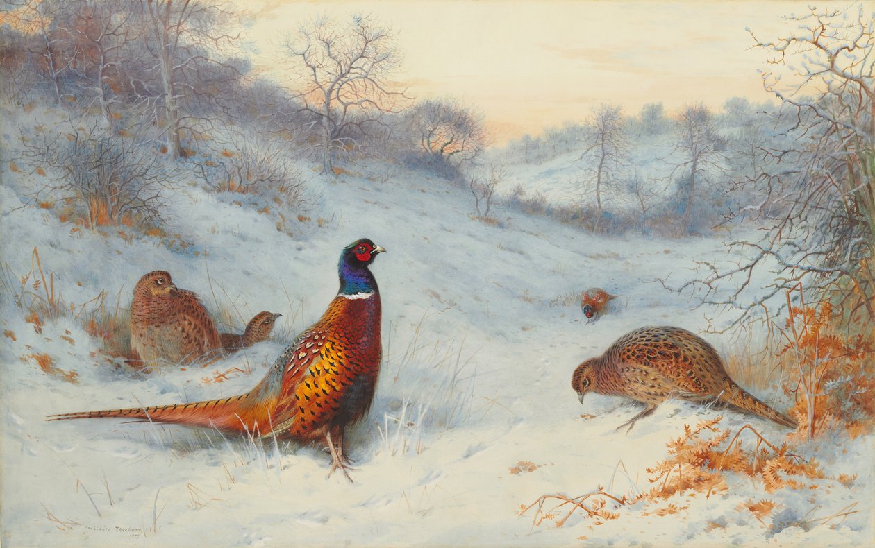 Bażant na śniegu autorstwa Archibald Thorburn