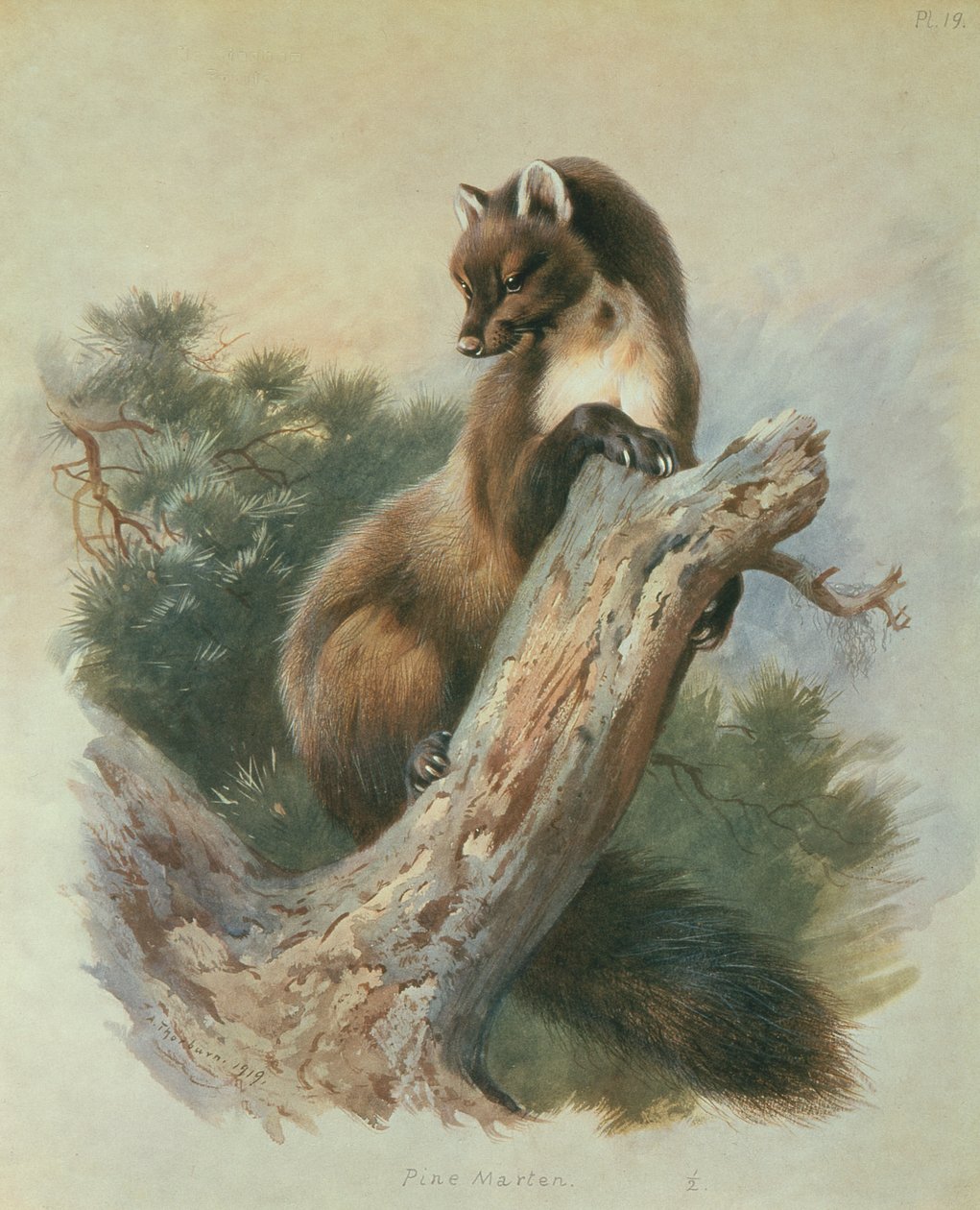 Kuna leśna autorstwa Archibald Thorburn