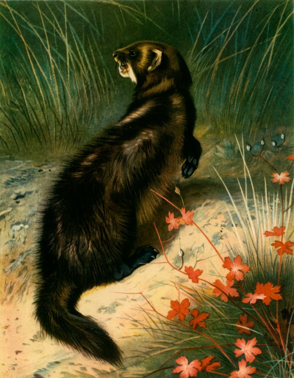 "Polecat", ok. 1905, 1943. autorstwa Archibald Thorburn
