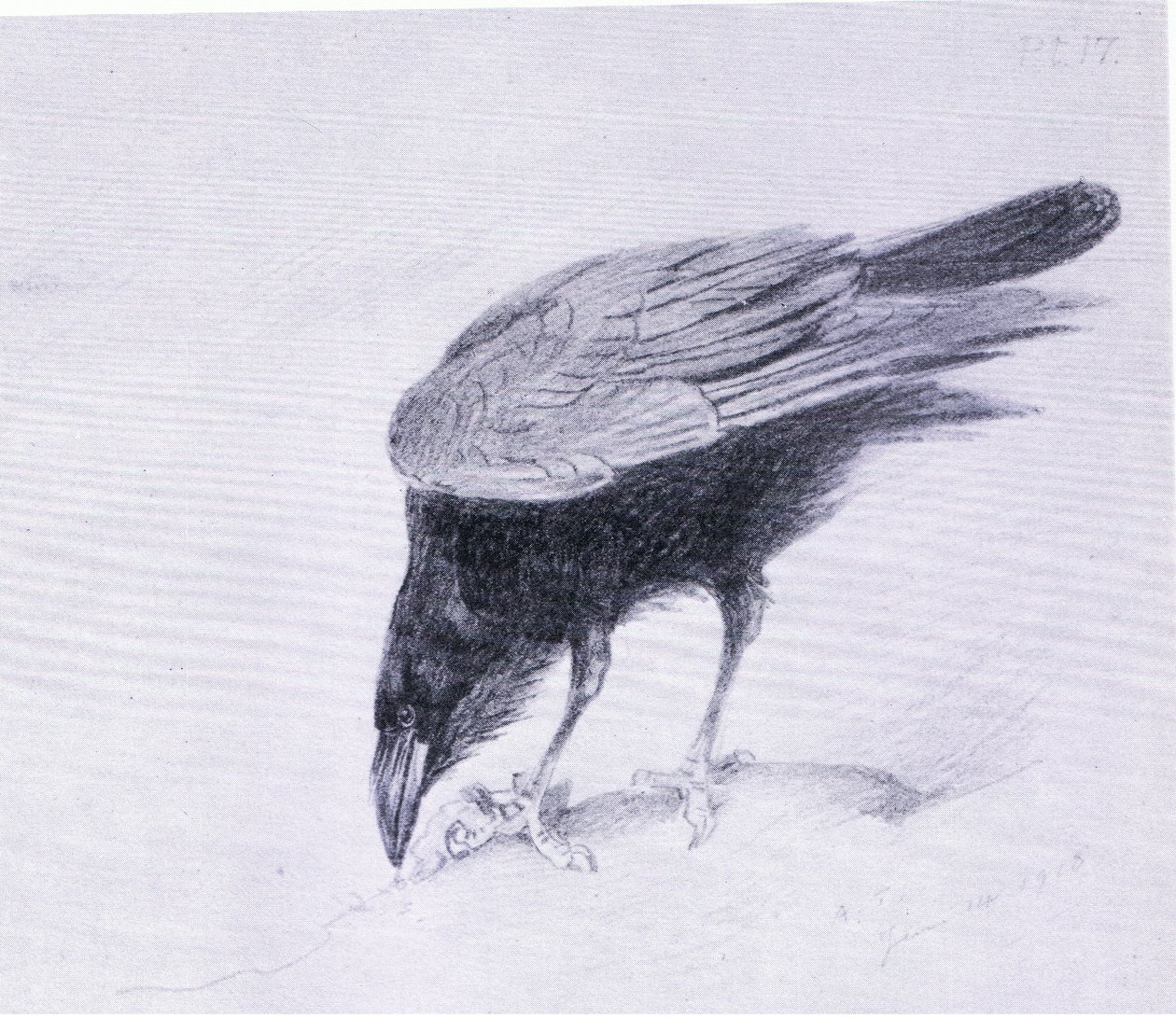 Kruk, wyd. przez Book Club Associates autorstwa Archibald Thorburn