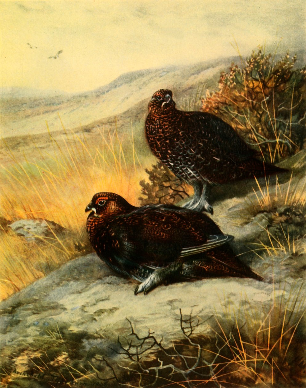 „Czerwony Cietrzew”, 1908, 1942. autorstwa Archibald Thorburn