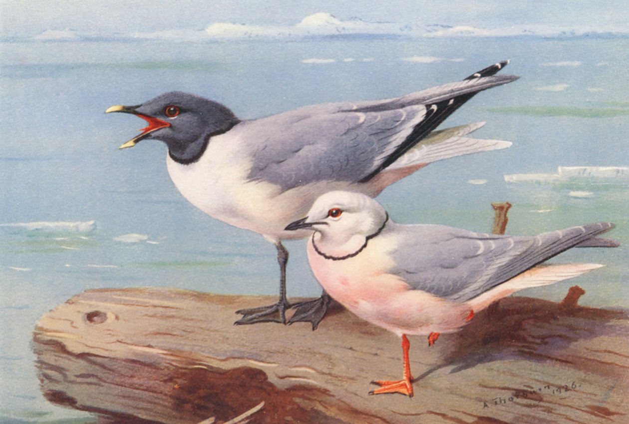 Mewa sabinka, mewa klinowa (litografia kolorowa) autorstwa Archibald Thorburn