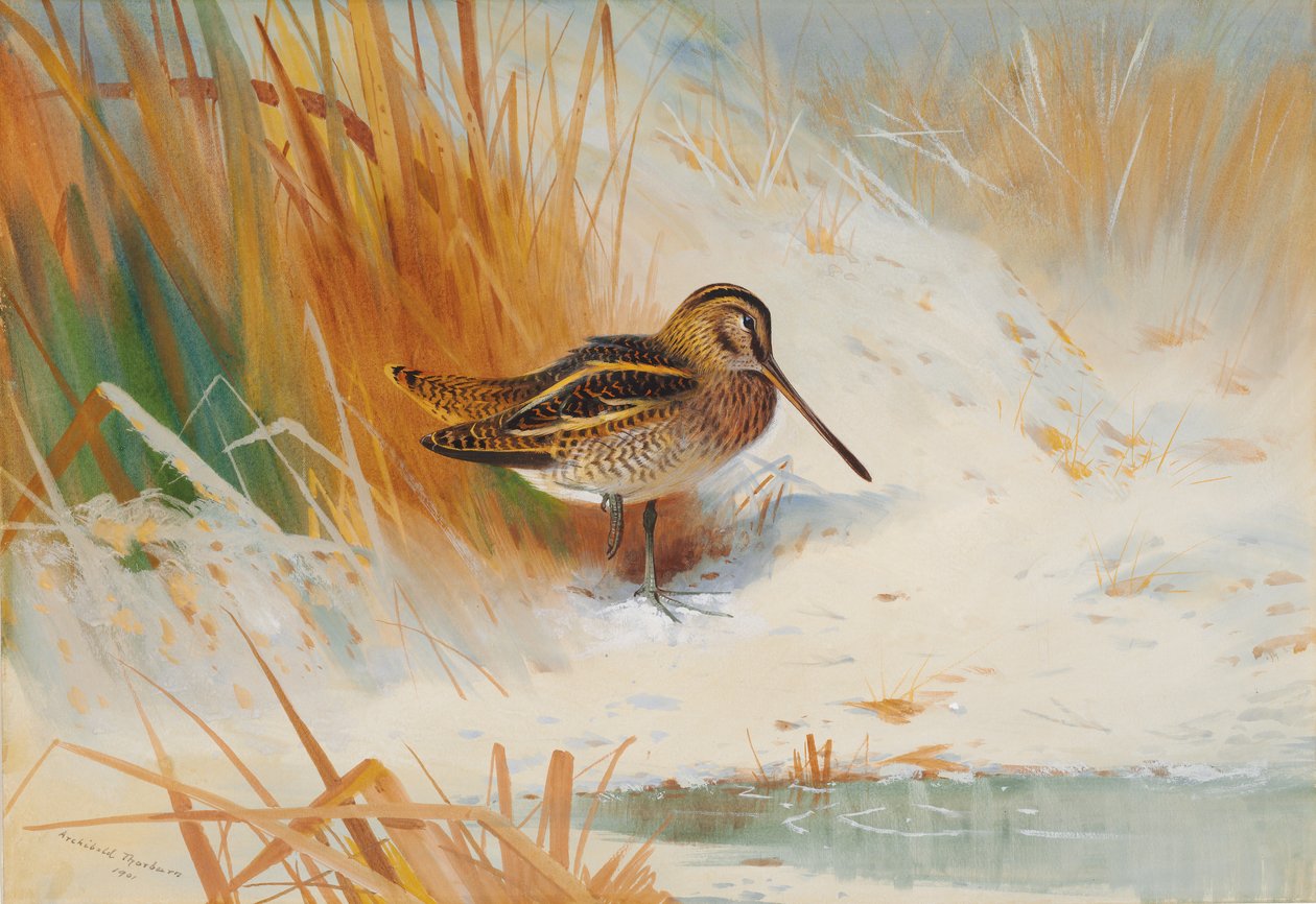 Bekas w szuwarach autorstwa Archibald Thorburn