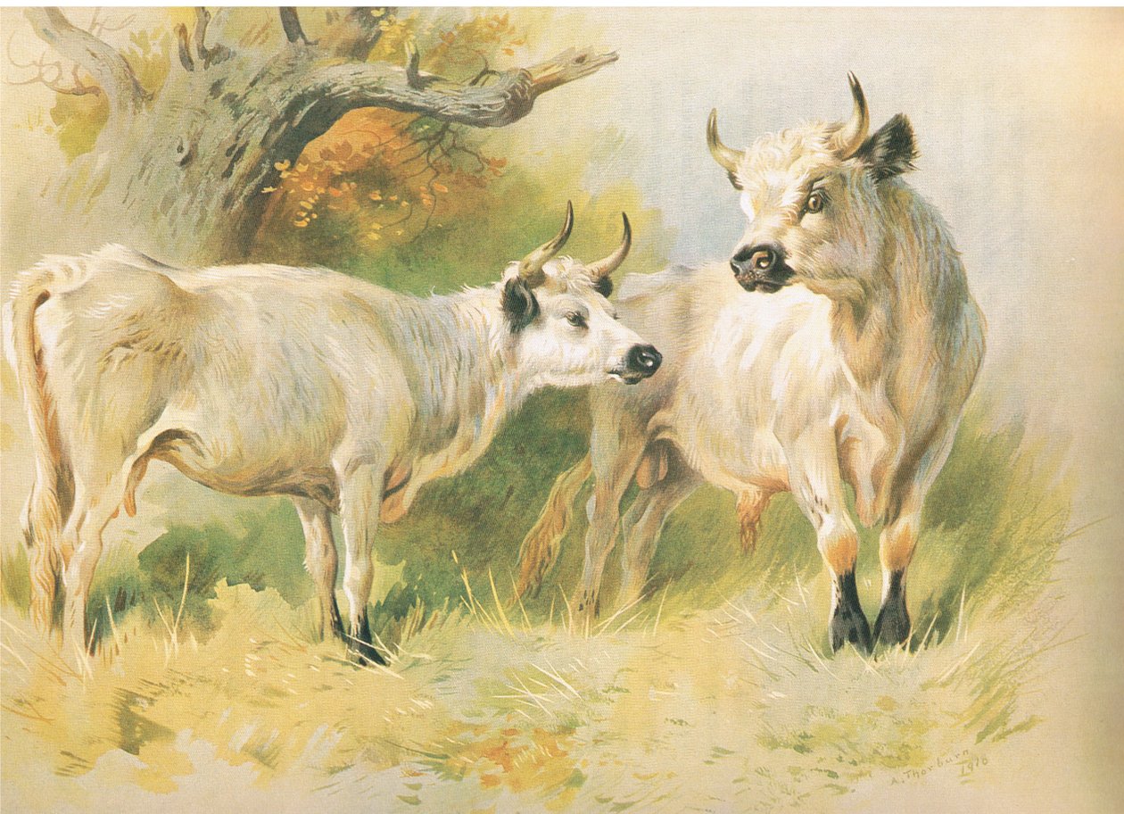Dzikie bydło autorstwa Archibald Thorburn