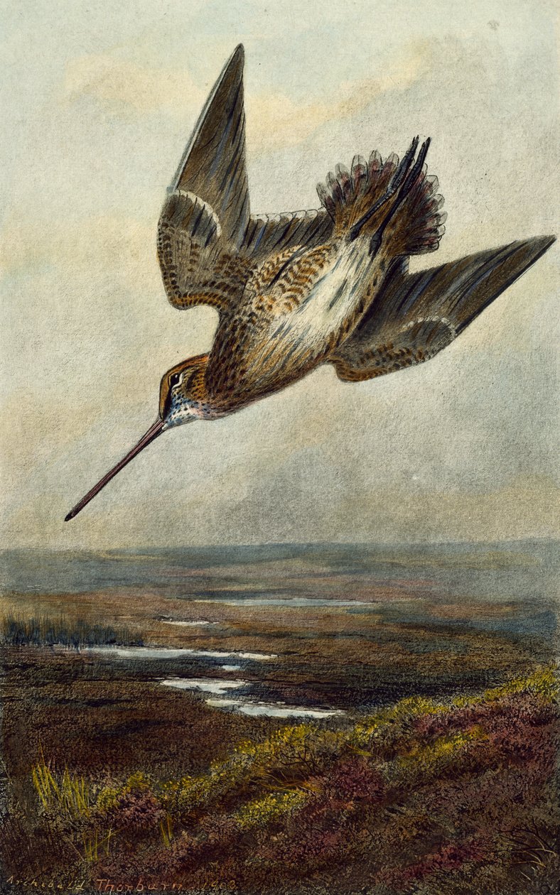 słonka autorstwa Archibald Thorburn