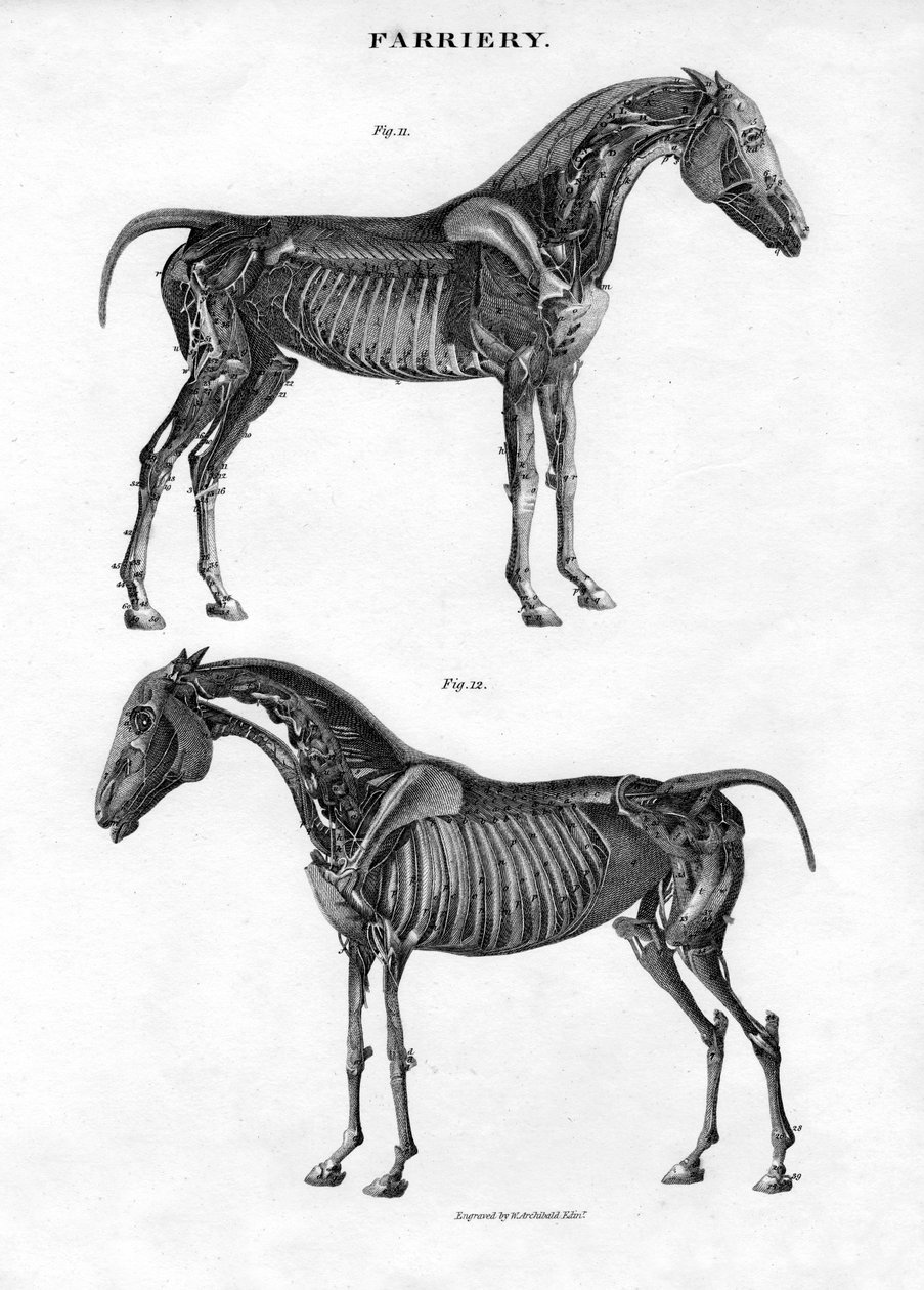 Anatomia konia, XIX wiek. autorstwa Archibald Webb