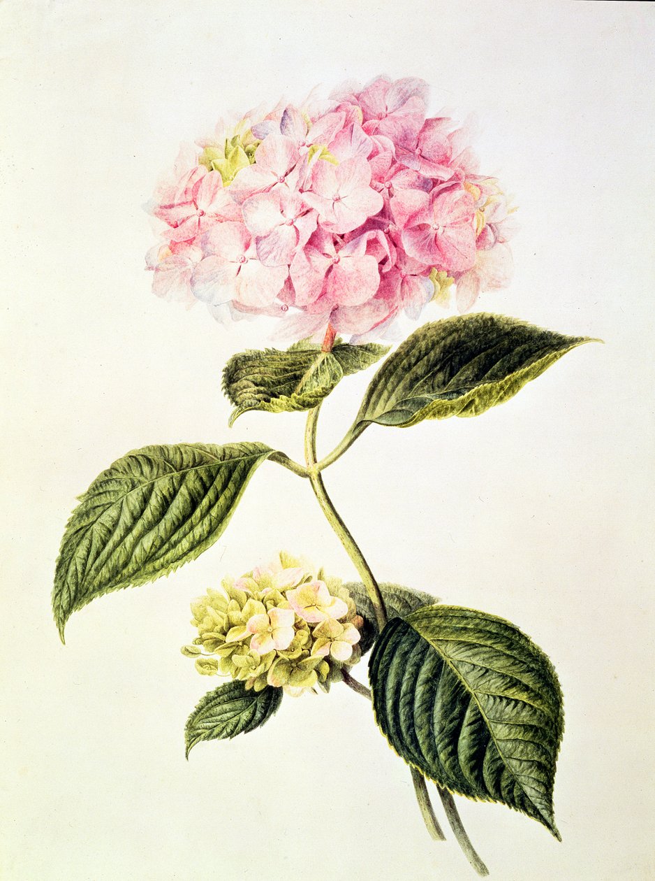 PD.64-1975 Hydrangea hydrangea autorstwa Arnoldus Bloemers
