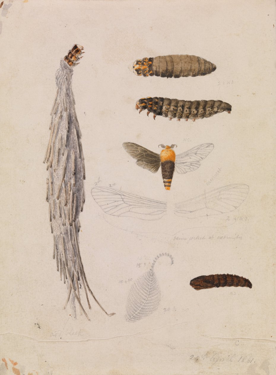 Saunders Case-Moth, Metura elongatus autorstwa Arthur Bartholomew