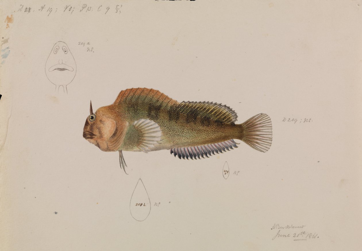 Tasmański Blenny, Parablennius tasmanianus autorstwa Arthur Bartholomew
