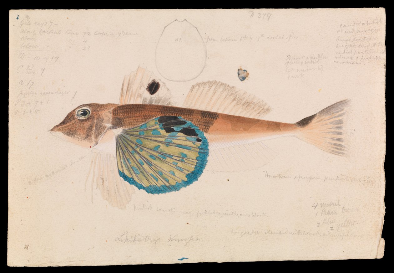 Butterfly Gurnard, Lepidotrigla vanessa autorstwa Arthur Bartholomew