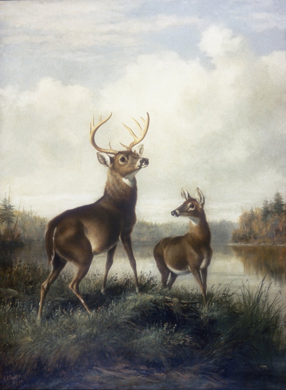 Buck i Doe autorstwa Arthur Fitzwilliam Tait