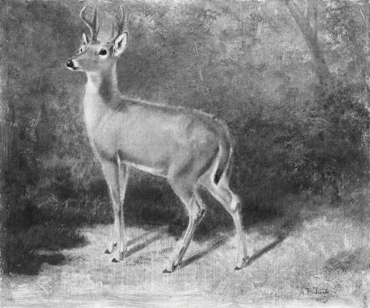 DeerSketch z natury, ca. 1882. autorstwa Arthur Fitzwilliam Tait