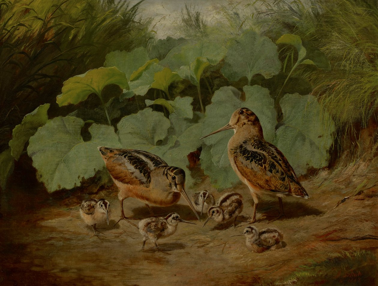 Słonka i młody autorstwa Arthur Fitzwilliam Tait