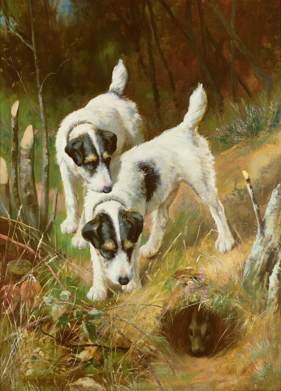 Teriery na króliki autorstwa Arthur Wardle