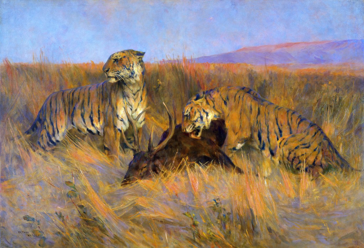Tigers at Kill (olej na płótnie) autorstwa Arthur Wardle