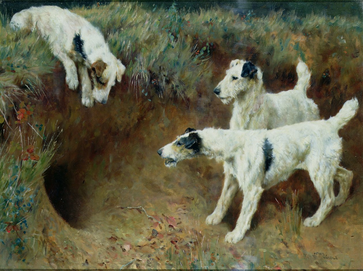 Foksteriery szorstkowłose przy zestawie borsukowym autorstwa Arthur Wardle