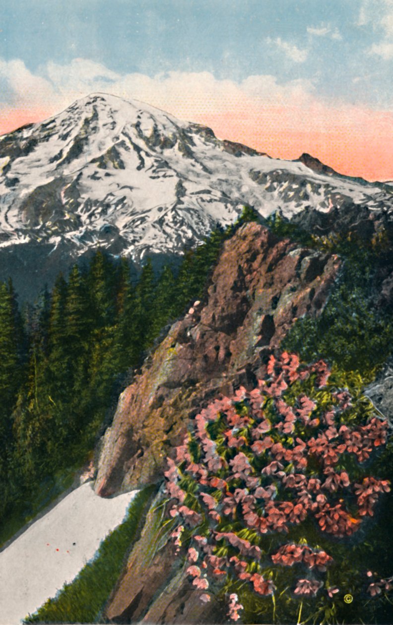 Pierwiosnek na Mount Rainier, ok. 1916 r. autorstwa Asahel Curtis