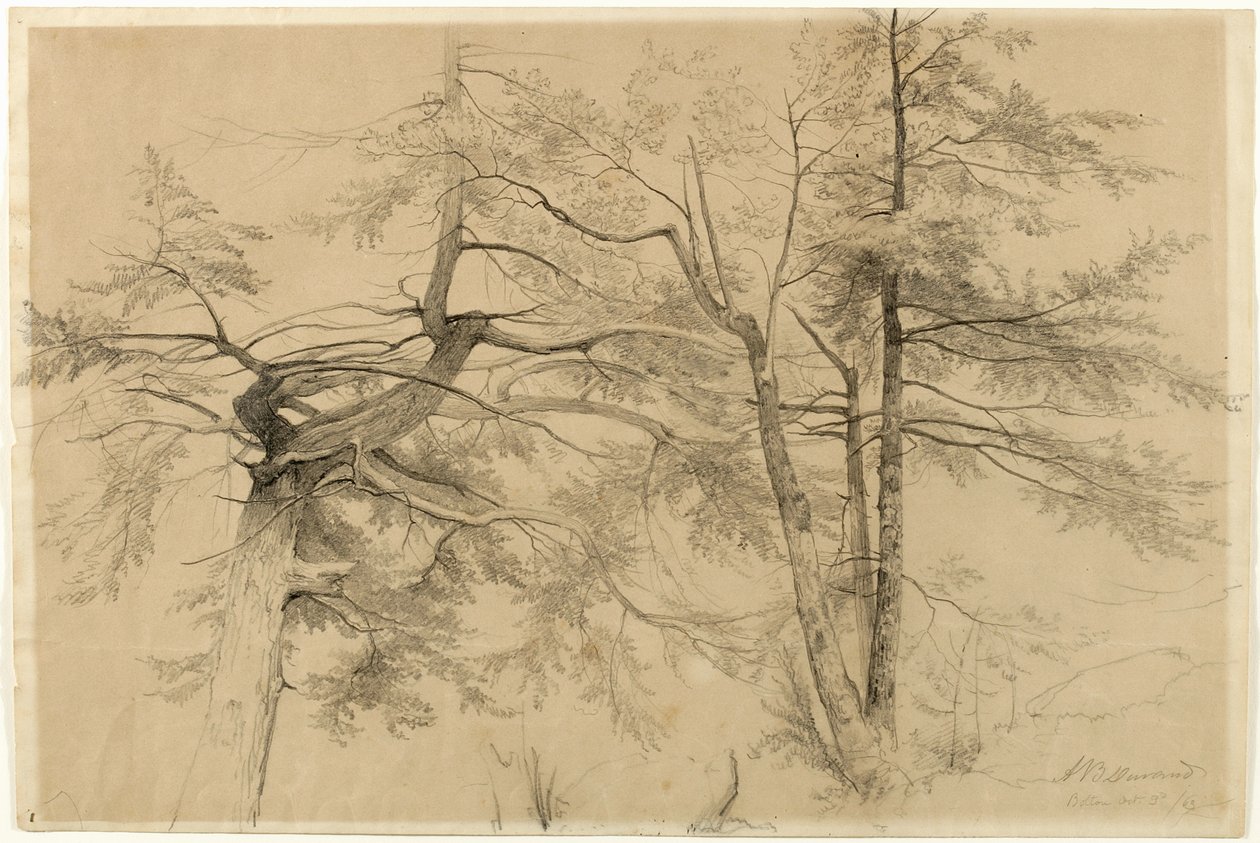 Study of Two Trees, Bolton, Lake George, Nowy Jork, 1863 (grafit na beżowym papierze Bristol) autorstwa Asher Brown Durand