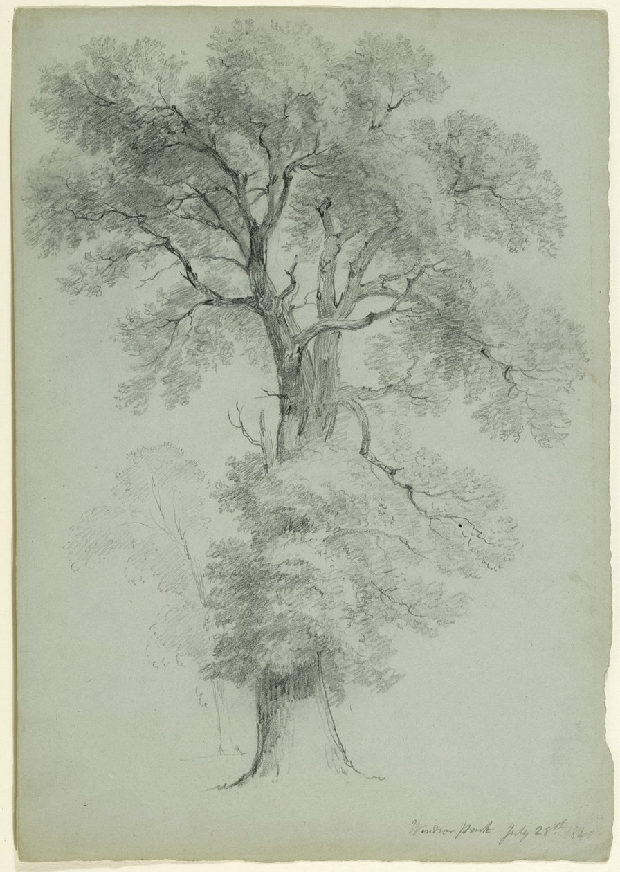 Tree Study, Windsor Park, Anglia, 1840 (grafit na szaro-zielonym papierze) autorstwa Asher Brown Durand