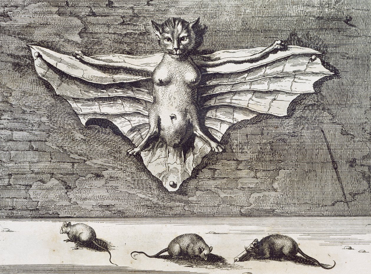 Latający Kot, 1667 autorstwa Athanasius Kircher