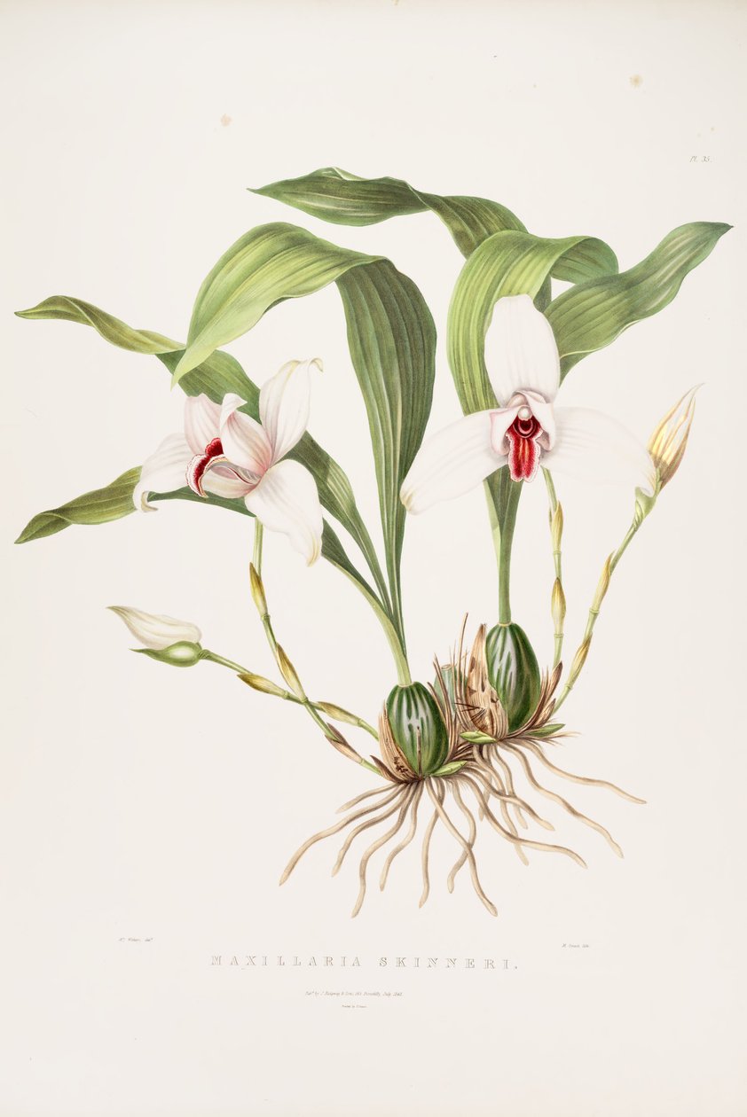 Ilustracja Lycaste skinneri (jako syn. Maxillaria skinneri) autorstwa Augusta Innes Withers