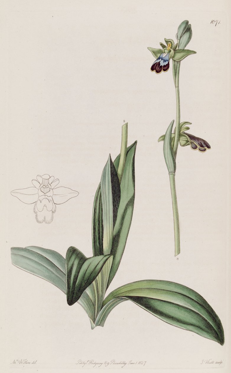 Ilustracja Ophrys fusca autorstwa Augusta Innes Withers