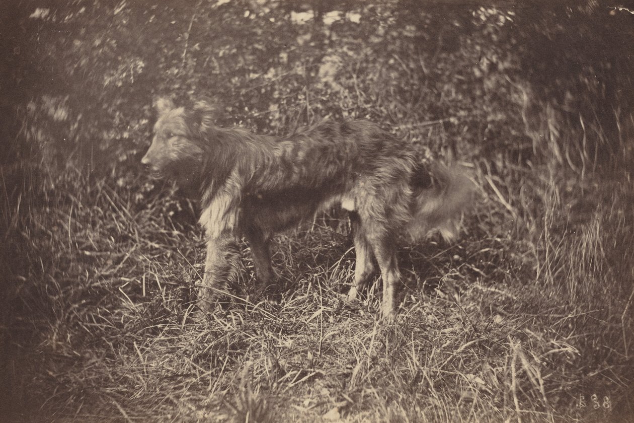 Badanie psa autorstwa Auguste Giraudon