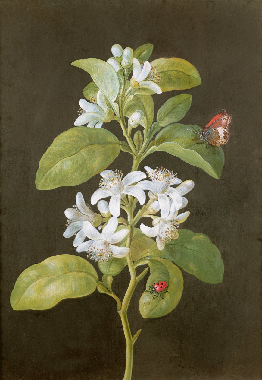 Kwiat Gruszy autorstwa Barbara Regina Dietzsch