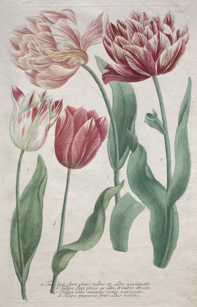 Tulipany. autorstwa Bartholomaus Seutter