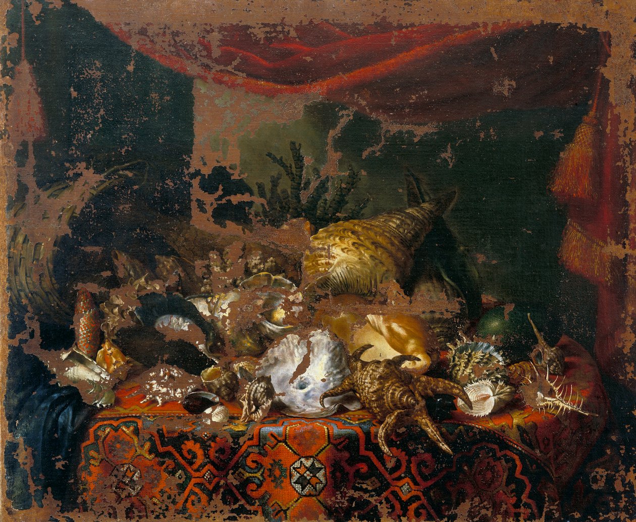 Muszle autorstwa Bartolomeo Bimbi