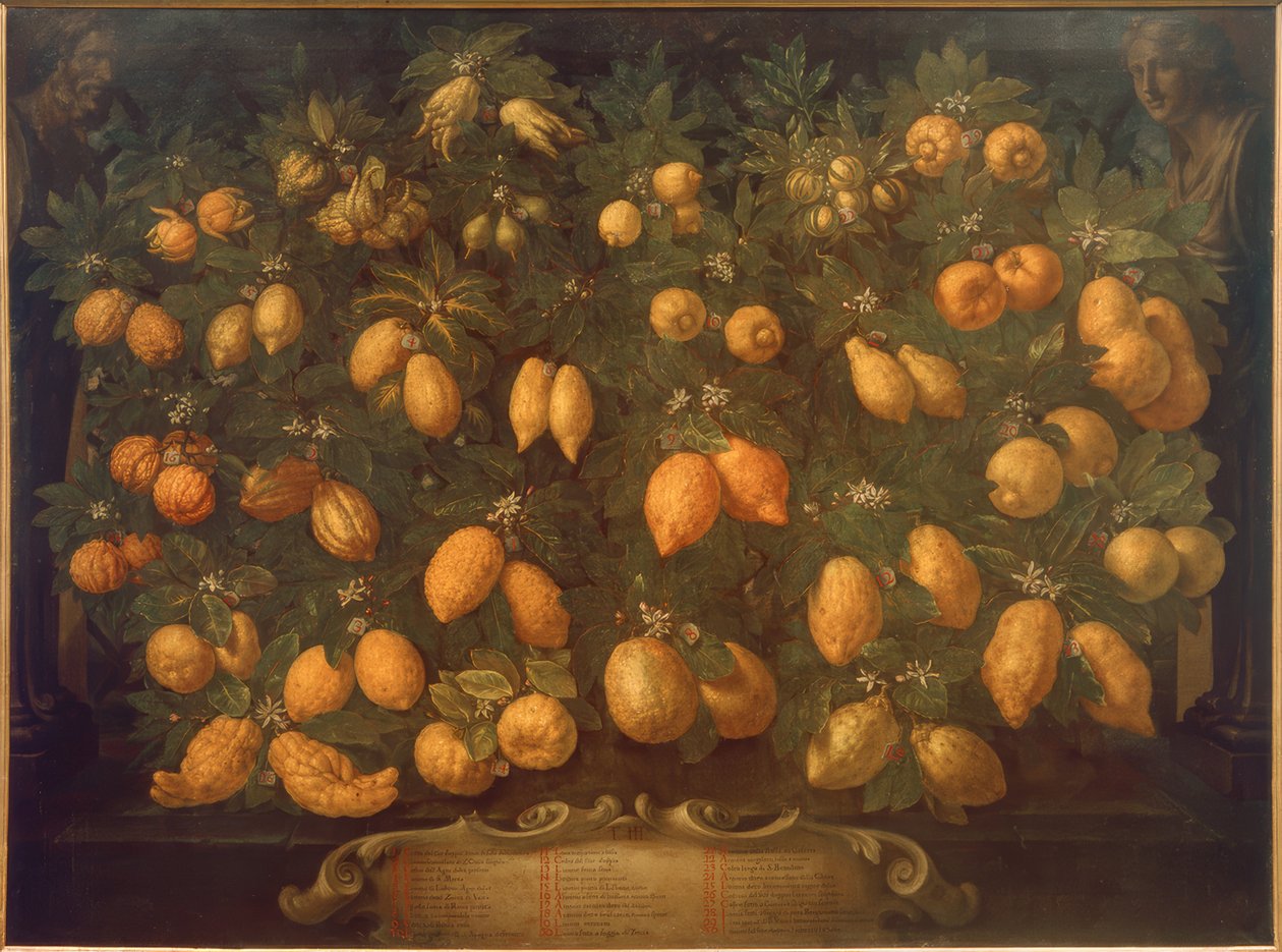 Owoce cytrusowe autorstwa Bartolomeo Bimbi