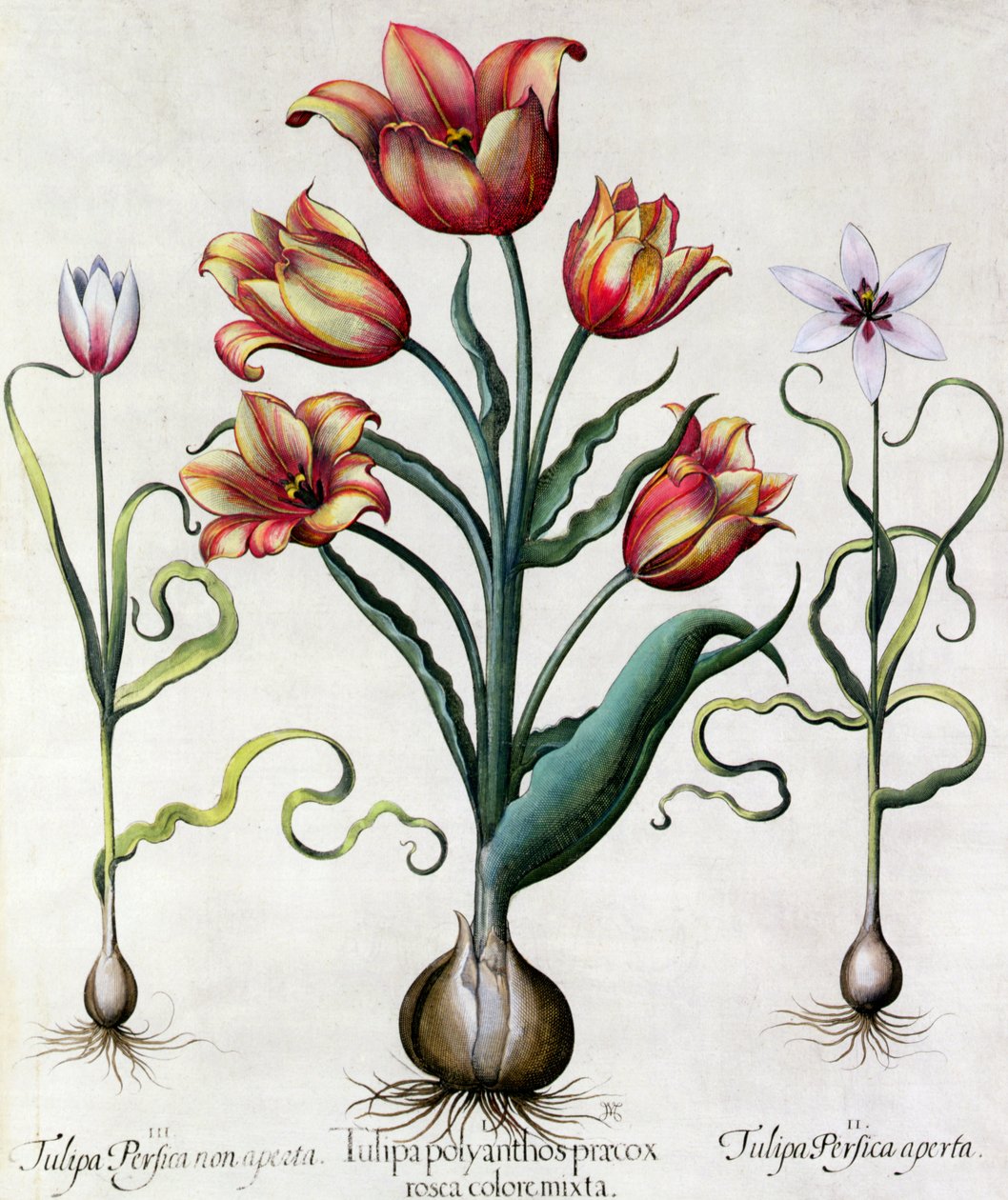 Tulipa Perfica non aperta, Tulipa Polyanthos Pracox, Tulipa Perfica aperta wyryte przez Szkołę Niemiecką XVII w. autorstwa Basilius Besler