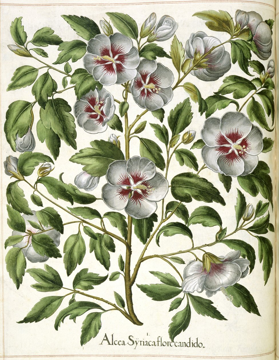 Alcca Syriaca, z „Hortus Eystettensis” autorstwa Basilius Besler