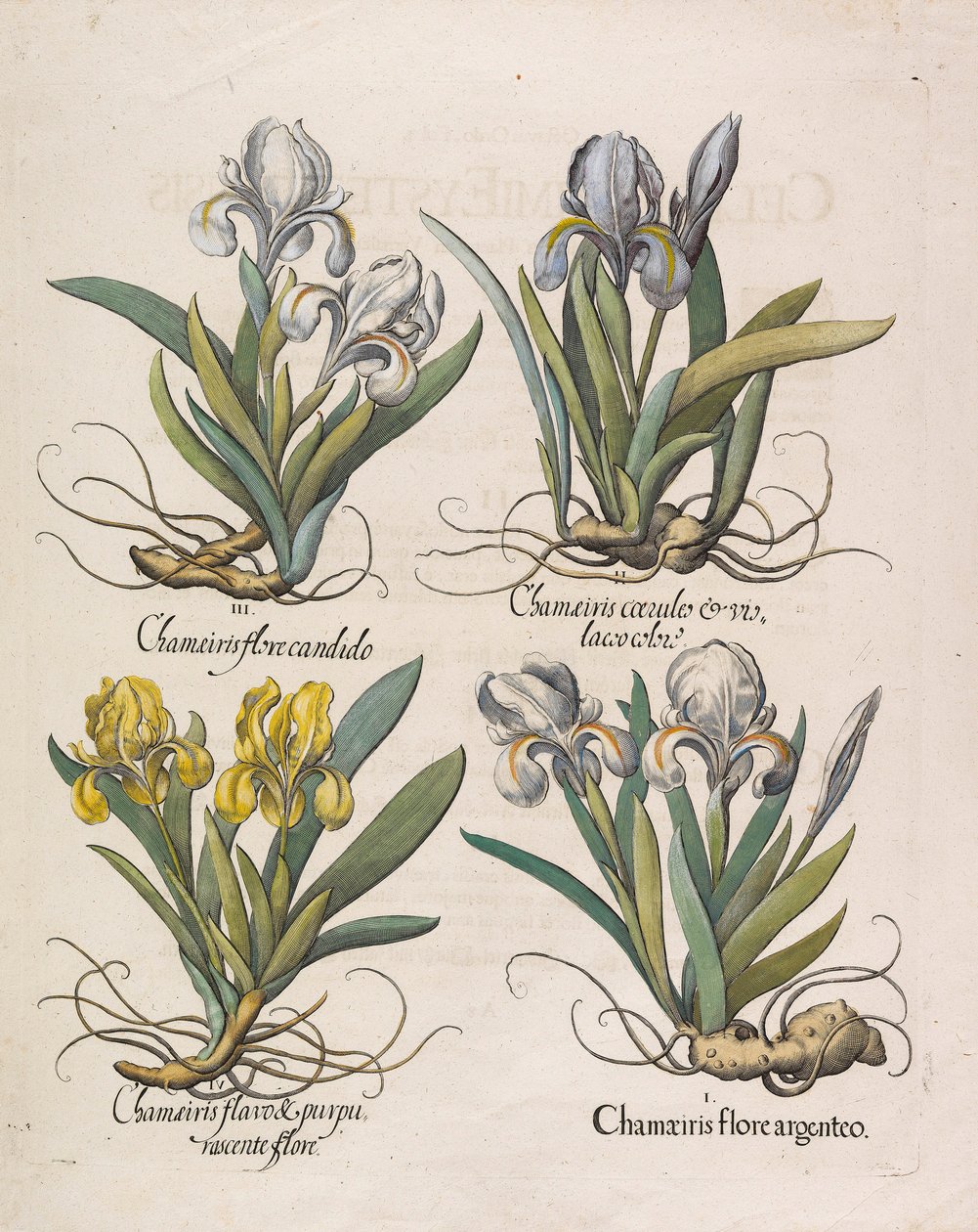 Chamaeiris flore, 1613. autorstwa Basilius Besler